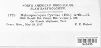 Rossmanomyces pyrolae image